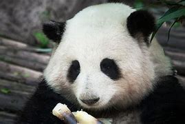 Huahua Panda Ở Đâu